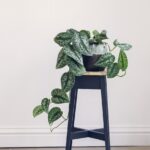 Florence small wooden plant stand in blue